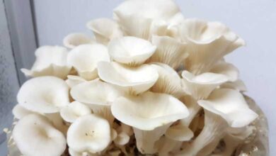 Health Benefits of Mushrooms
