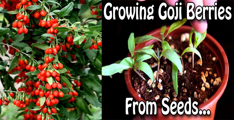 How To Grow Goji Berries From Seeds