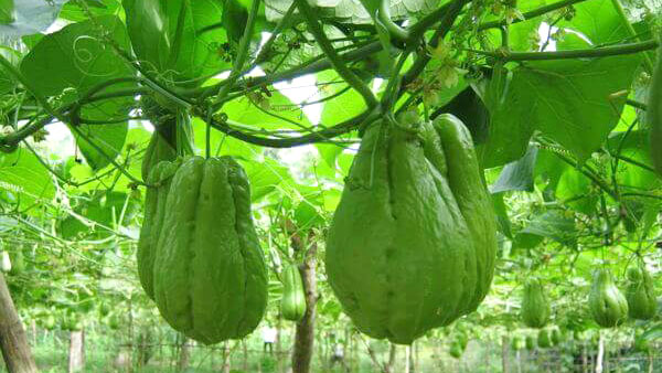 How To Grow Chayote Squash In Container